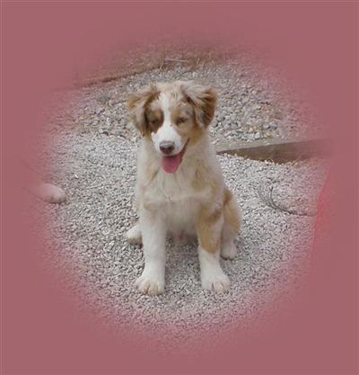 Beautiful red merle